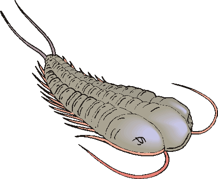 Bild eines Trilobiten